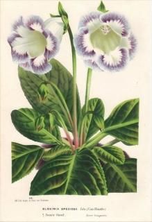 1869ǯ Van Houtte 衼åѤοʪ 勵Х ˥ GLOXINIA SPECIOSA