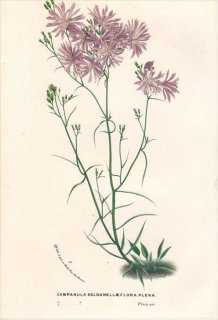 1869ǯ Van Houtte 衼åѤοʪ 祦 ۥ֥° CAMPANULA SOLDANELLAEFLORA PLENA