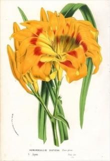 1869ǯ Van Houtte 衼åѤοʪ ĥܥ 凉쥰° 凉쥰 HEMEROCALLIS DISTICHA