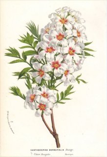 1869年 Van Houtte ヨーロッパの植物 ムクロジ科 ブンカンカ XANTHOCERAS SORBIFOLIA