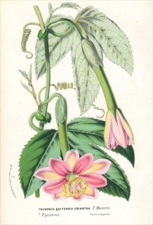 1869ǯ Van Houtte 衼åѤοʪ ȥ ˥ TACSONIA QUITENSIS ERIANTHA