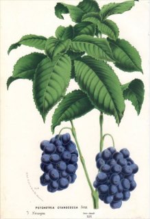 1873ǯ Van Houtte 衼åѤοʪ Ͳ ܥ祦° PSYCHOTRIA CYANOCOCCA