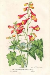 1873ǯ Van Houtte 衼åѤοʪ ݥ ǥե˥° DELPHINIUM NUDICAULE