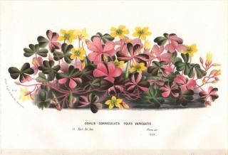 1873ǯ Van Houtte 衼åѤοʪ Х߲ Х OXALIS CORNICULATA FOLIIS VARIEGATIS