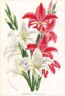 1873ǯ Van Houtte 衼åѤοʪ  饸饹 GLADIOLUS COLVILLI