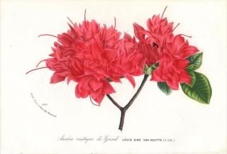 1869ǯ Van Houtte 衼åѤοʪ ĥĥ ĥĥ° Azalea Rustique de Gand LOUIS AIME VAN HOUTTE