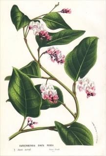 1873ǯ Van Houtte 衼åѤοʪ ޥ ϡǥ٥륮° HARDENBERGIA OVATA ROSEA