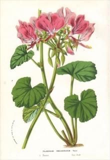 1873ǯ Van Houtte 衼åѤοʪ ե ƥ󥸥° PELARGONIUM ENDLICHERIANUM