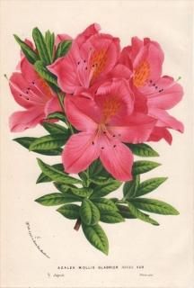 1873ǯ Van Houtte 衼åѤοʪ ĥĥ ĥĥ° 󥲥ĥĥ AZALEA MOLLIS GLABRIOR