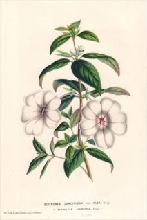 1849ǯ Van Houtte 衼åѤοʪ 勵Х ͥ° ACHIMENES LONGIFLORA