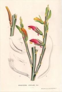 1849ǯ Van Houtte 衼åѤοʪ ޥ ֥饭° BRACHYSEMA APHYLLUM