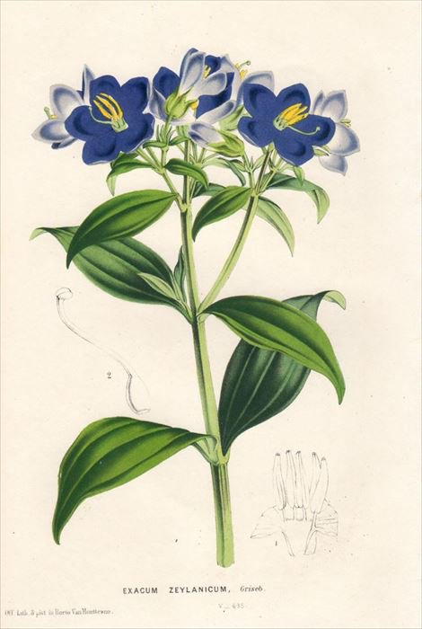 1849年 Van Houtte ヨーロッパの植物 リンドウ科 ベニヒメリンドウ属 EXACUM ZEYLANICUM - アンティークプリント  博物画 ボタニカルアートの通販サイト Spirito di Artigiano
