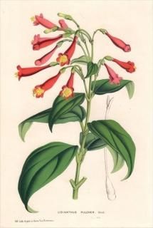 1849ǯ Van Houtte 衼åѤοʪ ɥ 桼ȥ° LISIANTHUS PULCHER