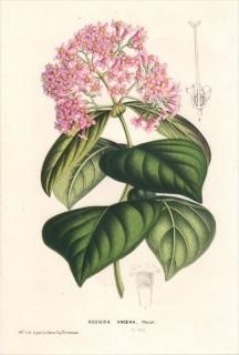 1849ǯ Van Houtte 衼åѤοʪ Ͳ ° ROGIERA AMOENA