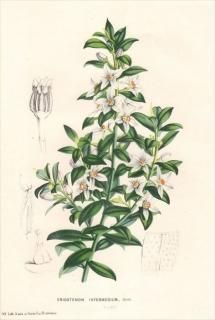 1849ǯ Van Houtte 衼åѤοʪ ߥ ꥪƥ° ERIOSTEMON INTERMEDIUM