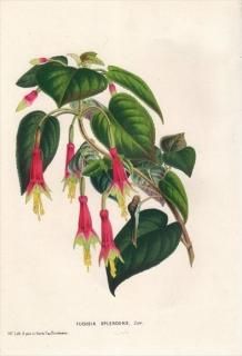 1849ǯ Van Houtte 衼åѤοʪ Хʲ ե° FUCHSIA SPLENDENS