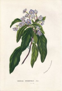 1848ǯ Van Houtte 衼åѤοʪ ޥĥť åꥢ° CASSELIA INTEGRIFOLIA