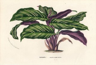 1848年 Van Houtte ヨーロッパの植物 クズウコン科 マランタ属 MARANTA FOLIIS-ALBO-PICTIS