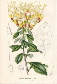 1848ǯ Van Houtte 衼åѤοʪ ϥʥΥֲ ĥ° CANTUA PYRIFOLIA