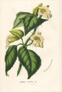 1848ǯ Van Houtte 衼åѤοʪ 勵Х ɥ˥° DRYMONIA CRISTATA