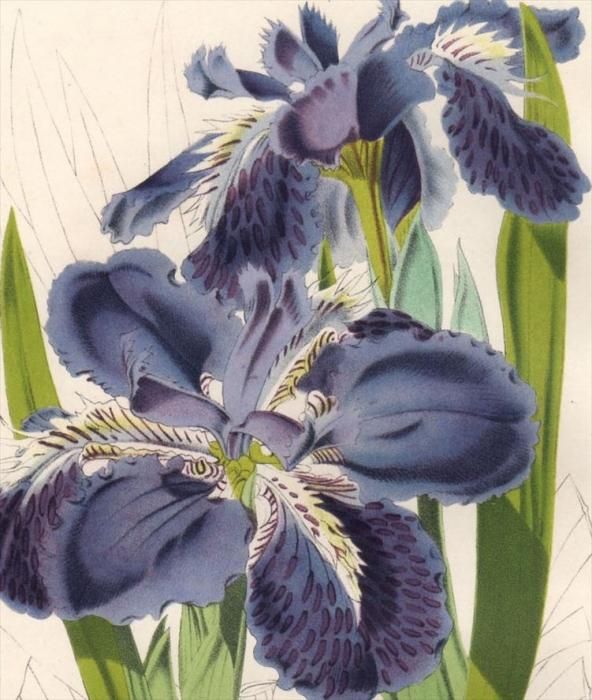 植物画　アイリス　C.J.トリュー 植物画 アイリス C.J.トリュー - メルカリ