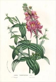 1877ǯ Van Houtte 衼åѤοʪ Х ° LINARIA TRIORNITHOPHORA