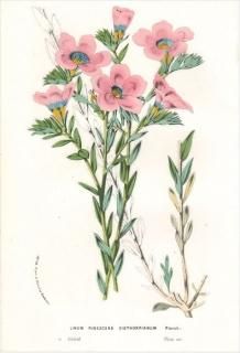 1877ǯ Van Houtte 衼åѤοʪ ޲ ° LINUM PUBESCENS SIBTHORPIANUM