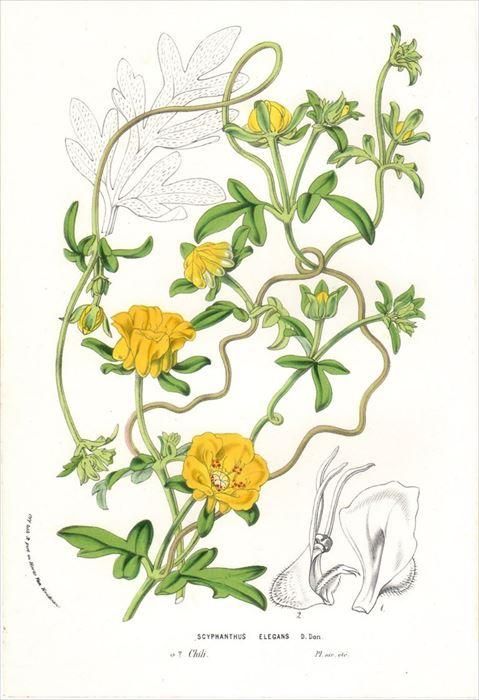 1877年 Van Houtte ヨーロッパの植物 シレンゲ科 スキファンツス