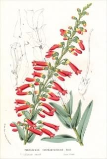 1877ǯ Van Houtte 衼åѤοʪ Х ֥° PENTSTEMON CENTRANTHIFOLIUS