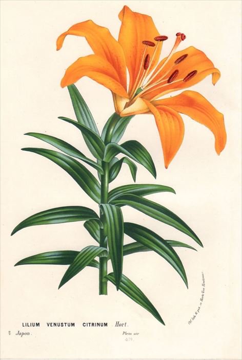 1877年 Van Houtte ヨーロッパの植物 ユリ科 ユリ属 スカシユリ LILIUM VENUSTUM CITRINUM -  アンティークプリント 博物画 ボタニカルアートの通販サイト Spirito di Artigiano