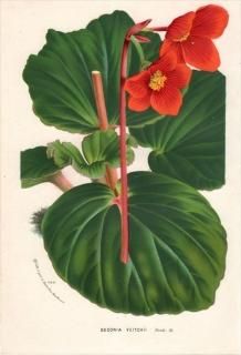 1877ǯ Van Houtte 衼åѤοʪ 奦ɥ 奦ɥ° BEGONIA VEITCHII