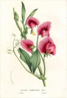 1877ǯ Van Houtte 衼åѤοʪ ޥ ꥽° LATHYRUS GRANDIFLORUS