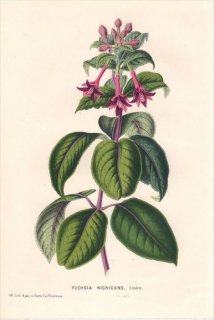 1849ǯ Van Houtte 衼åѤοʪ Хʲ ե° FUCHSIA NIGRICANS