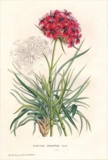 1849ǯ Van Houtte 衼åѤοʪ ʥǥ ʥǥ° DIANTHUS CRUENTUS