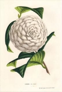 1849ǯ Van Houtte 衼åѤοʪ ĥХ ĥХ CAMELLIA JAPONICA CANDOR