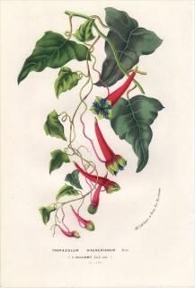 1850ǯ Van Houtte 衼åѤοʪ Υϥ  TROPAEOLUM WAGNERIANUM