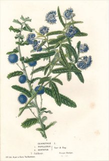 1850年 Van Houtte ヨーロッパの植物 クロウメモドキ科 ソリチャ属 CEANOTHUS PAPILLOSUS