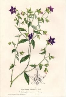 1850ǯ Van Houtte 衼åѤοʪ 祦 ۥ֥° CAMPANULA COLORATA