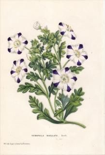 1850ǯ Van Houtte 衼åѤοʪ 饵 ͥե° NEMOPHILA MACULATA