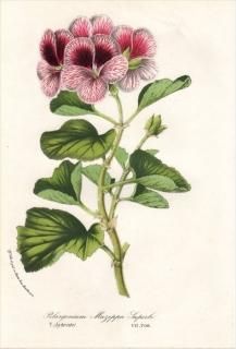 1877ǯ Van Houtte 衼åѤοʪ ե ƥ󥸥° PELARGONIUM MAZEPPA SUPERBE