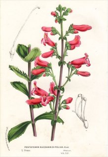 1877ǯ Van Houtte 衼åѤοʪ Х ֥° PENTSTEMON BACCHARIDIFOLIUS