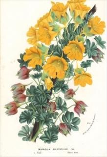 1877ǯ Van Houtte 衼åѤοʪ Υϥ TROPAEOLUM POLYPHYLLUM