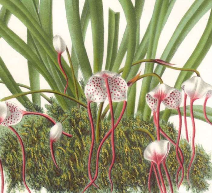 1877年 Van Houtte ヨーロッパの植物 ラン科 ドラクラ属 MASDEVALLIA HOUTTEANA - アンティークプリント 博物画  ボタニカルアートの通販サイト Spirito di Artigiano