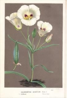 1877ǯ Van Houtte 衼åѤοʪ  ĥ° CALOCHORTUS LEICHTLINI