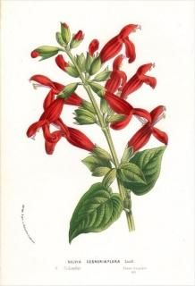 1877ǯ Van Houtte 衼åѤοʪ  ° SALVIA GESNERIAEFLORA ӥ