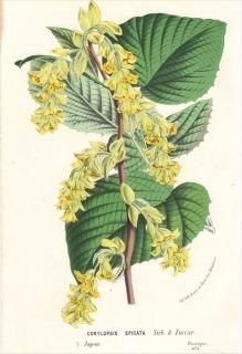 1877ǯ Van Houtte 衼åѤοʪ ޥ󥵥 ȥߥ° ȥߥ CORYLOPSIS SPICATA