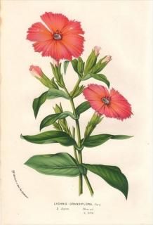 1854ǯ Van Houtte 衼åѤοʪ ʥǥ Υ°  LYCHNIS GRANDIFLORA