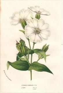 1854ǯ Van Houtte 衼åѤοʪ ʥǥ Υ° ޥĥȥΥ LYCHNIS SIEBOLDII