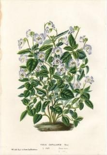 1854ǯ Van Houtte 衼åѤοʪ ߥ ߥ° VIOLA CAPILLARIS