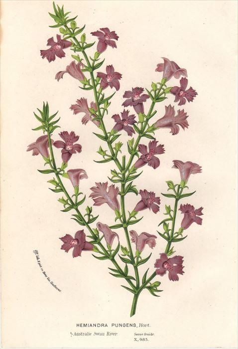 1854年 Van Houtte ヨーロッパの植物 シソ科 ヘミアンドラ属 Hemiandra Pungens アンティークプリント ボタニカルアート 博物画の通販サイト Spirito Di Artigiano